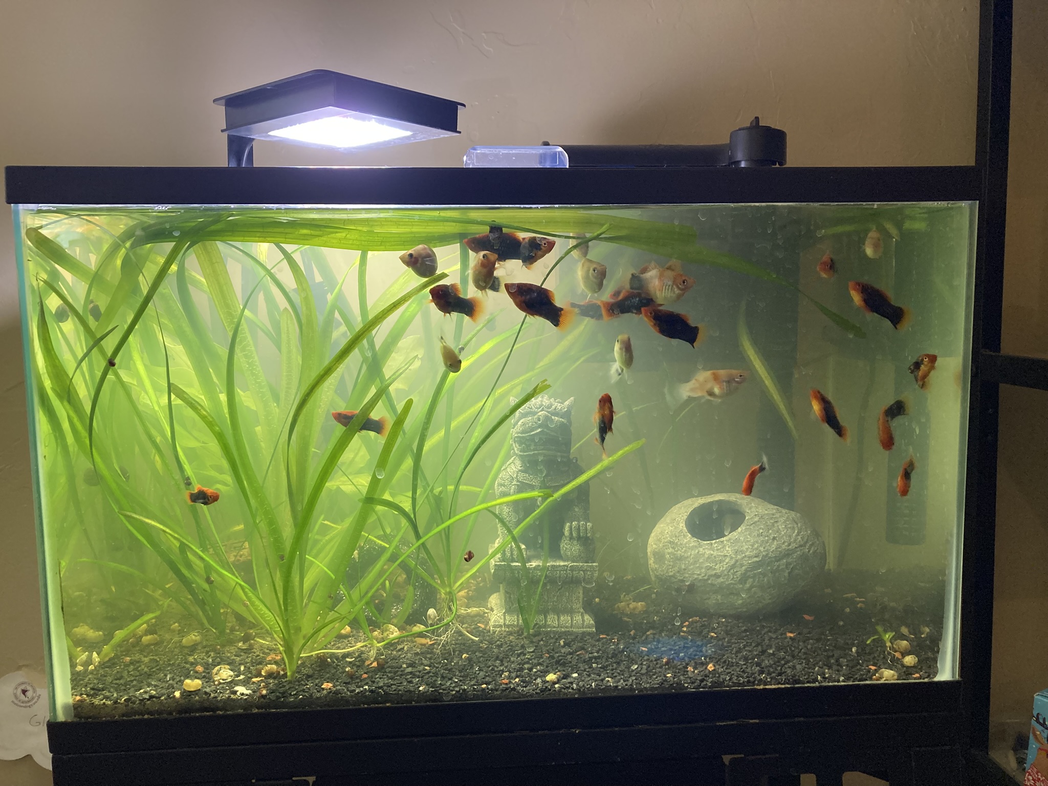 Fish picture